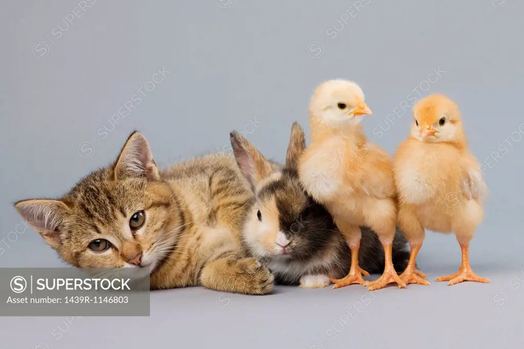 Kitten, rabbit and chicks