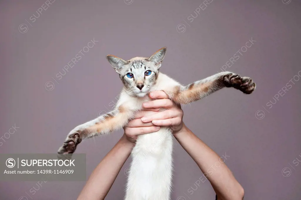 Person holding up siamese cat