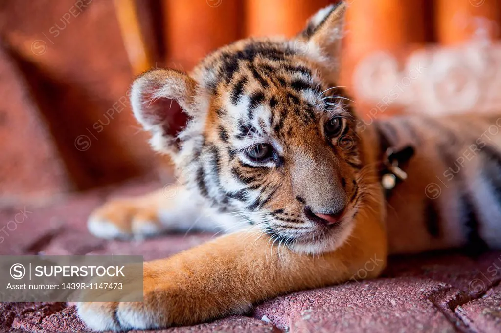 A captive baby tiger in Playa Del Carmen, Quintana Roo, Mexico