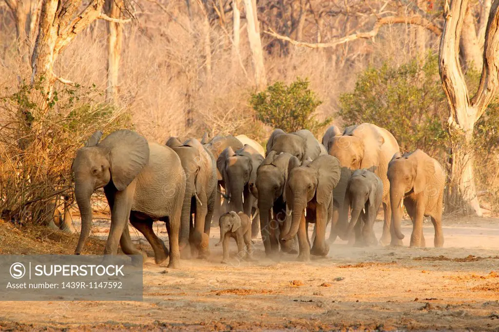 Herd of African Elephants on the move, Mana Pools, Zimbabwe