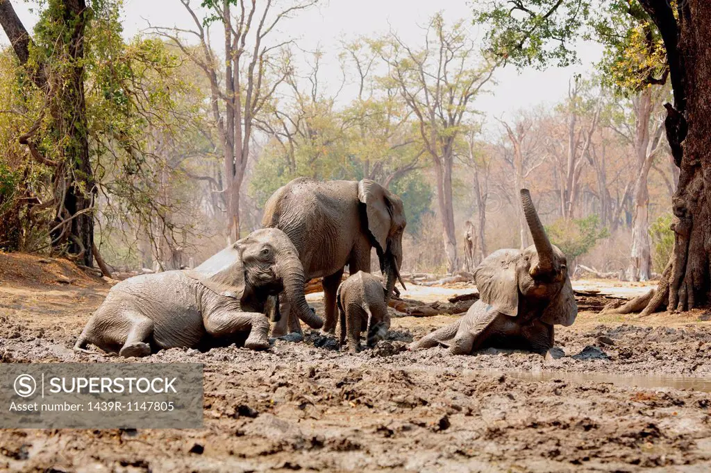 African Elephants bathing in mud, Mana Pools, Zimbabwe