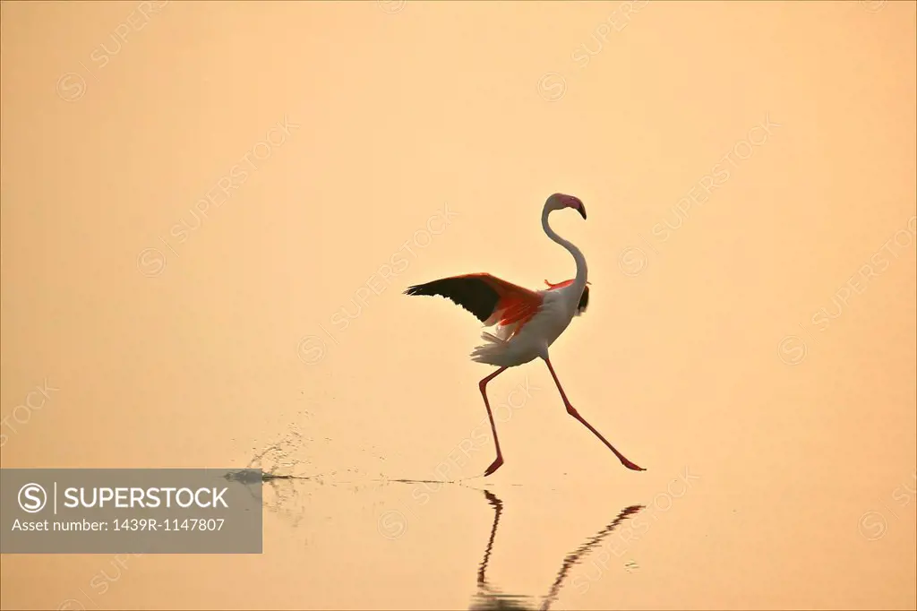 Greater Flamingo Phoenicopterus roseus moving gracefully on water, Oristano, Sardinia