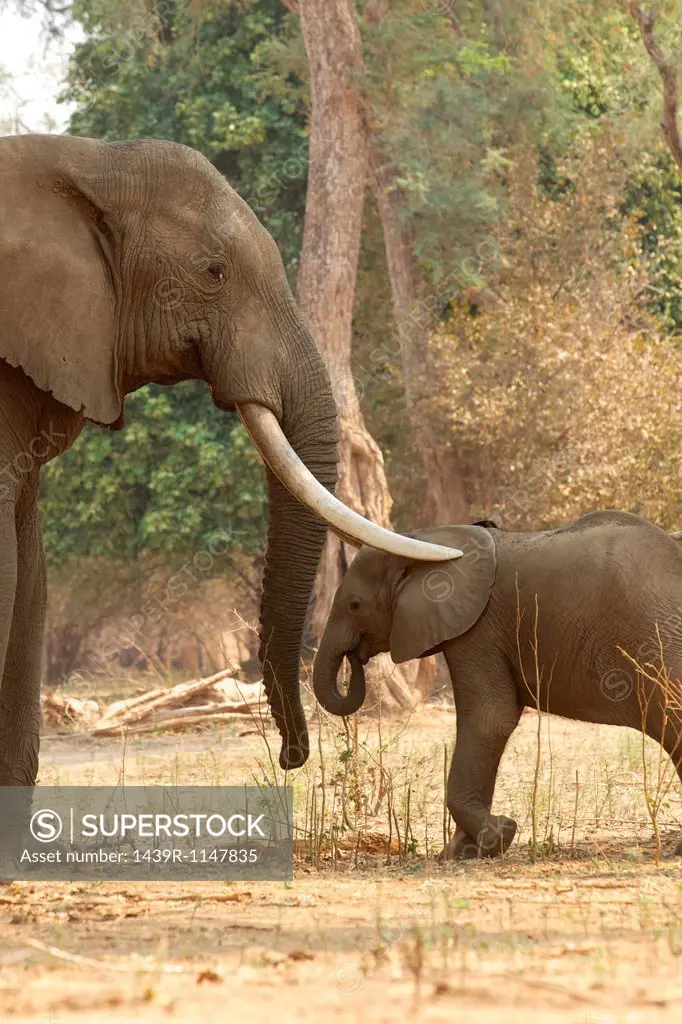 Adult male African Elephant with trunks over calf, Mana Pools, Zimbabwe