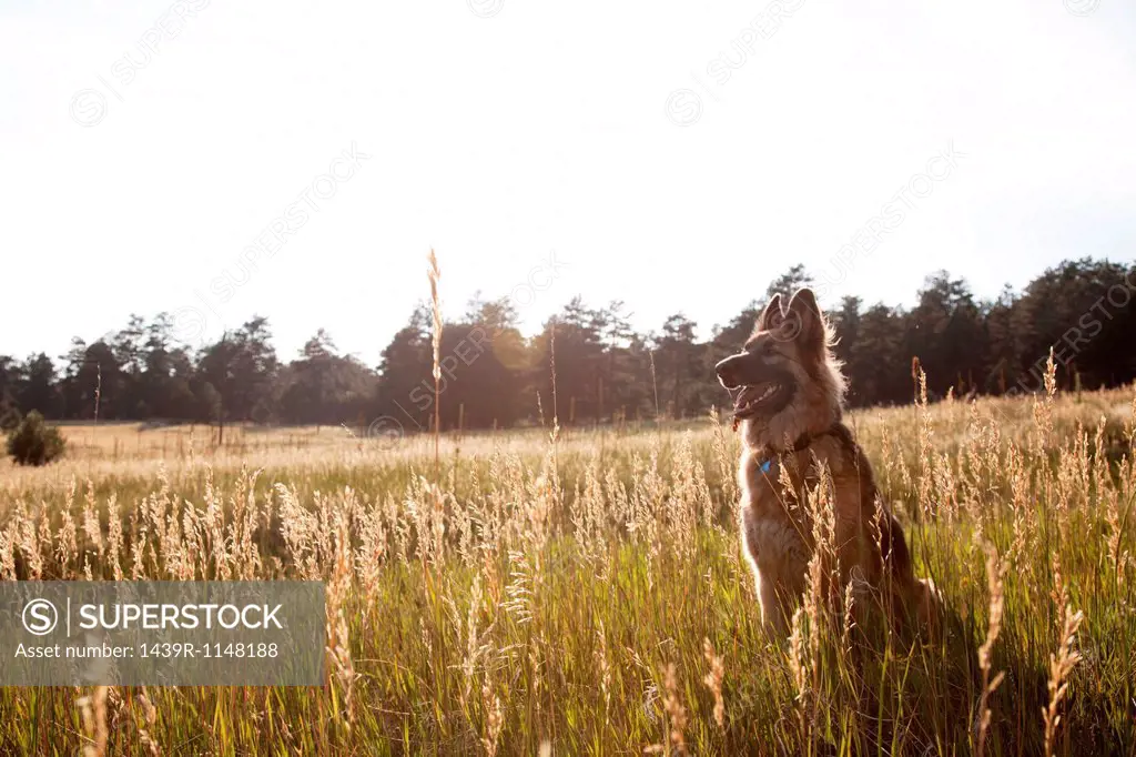 German Shepherd in a field