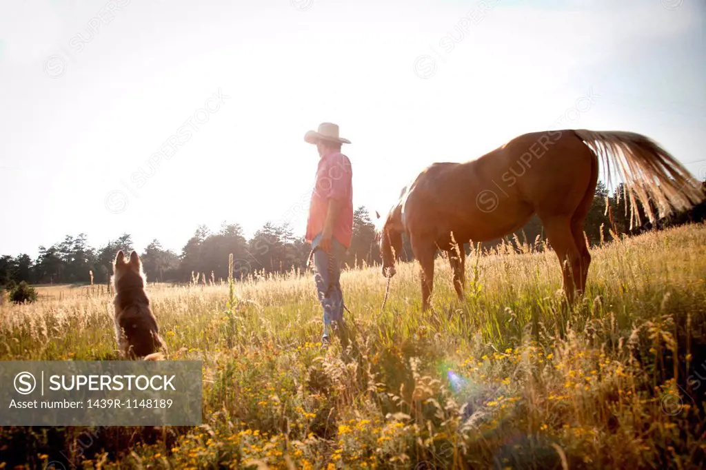 Man in a field with horse and dog