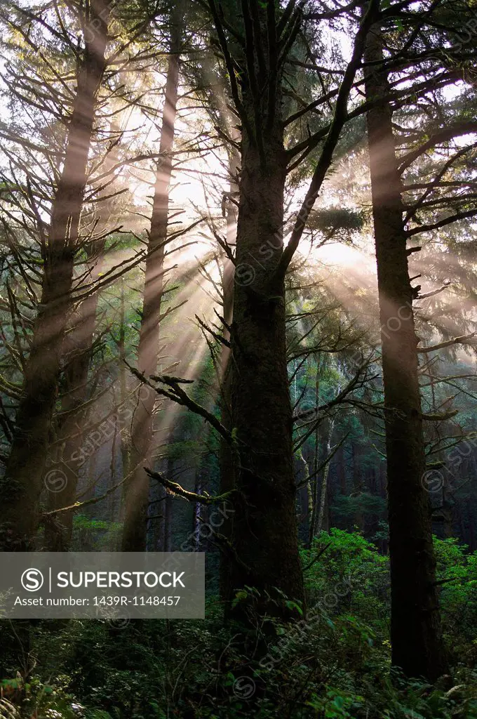 Sunbeams in rainforest near Hoh Rainforest, Olympic National Park, Washington, USA