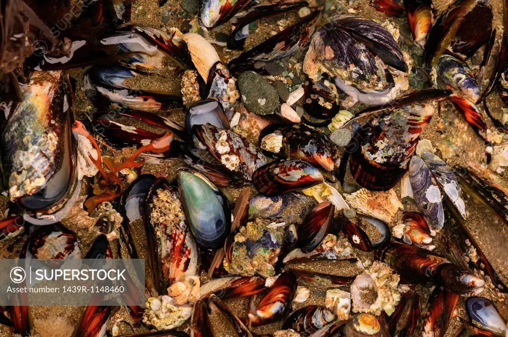 Mussel shells, Shi_Shi Beach, Olympic National Park, Washington, USA