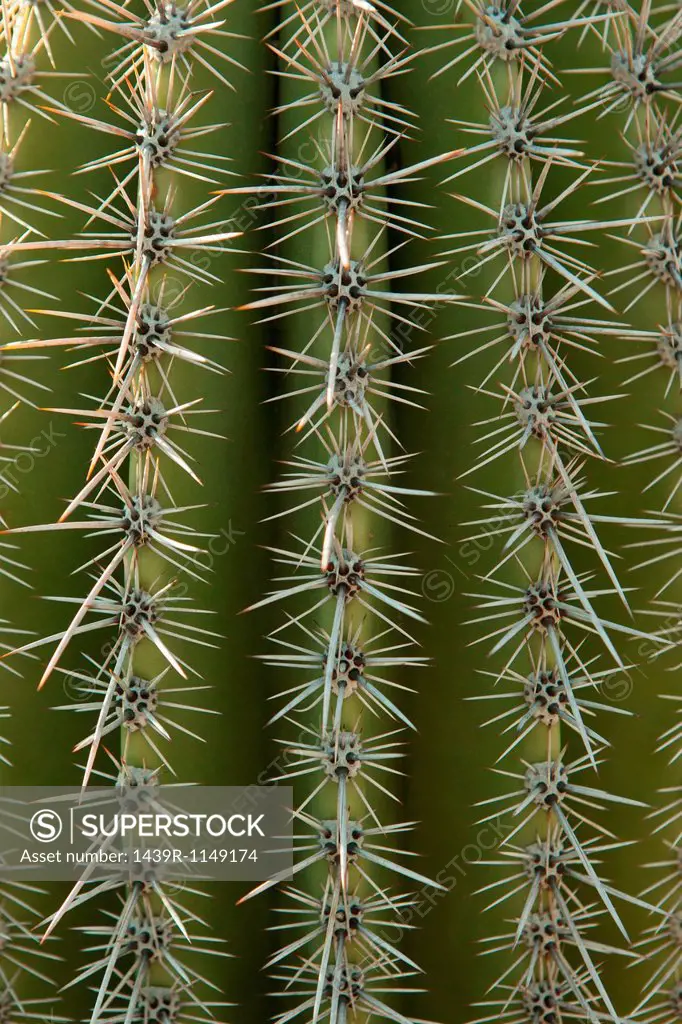 Close up of cactus surface