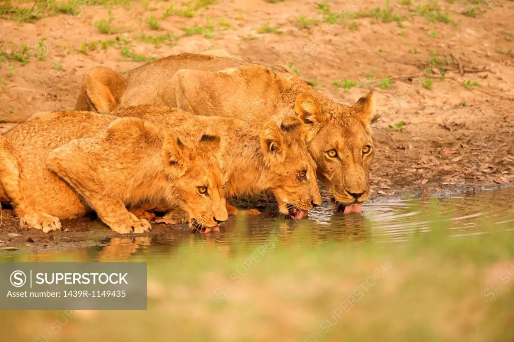 Lions drinking together at watering hole