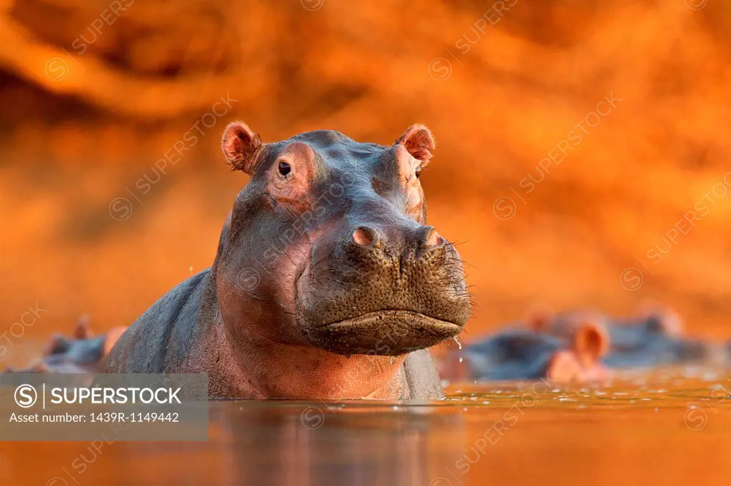 Hippopotamus rising from lake