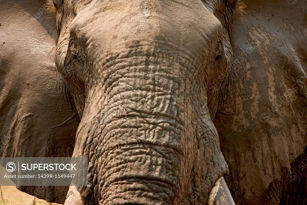 Portrait of African elephant