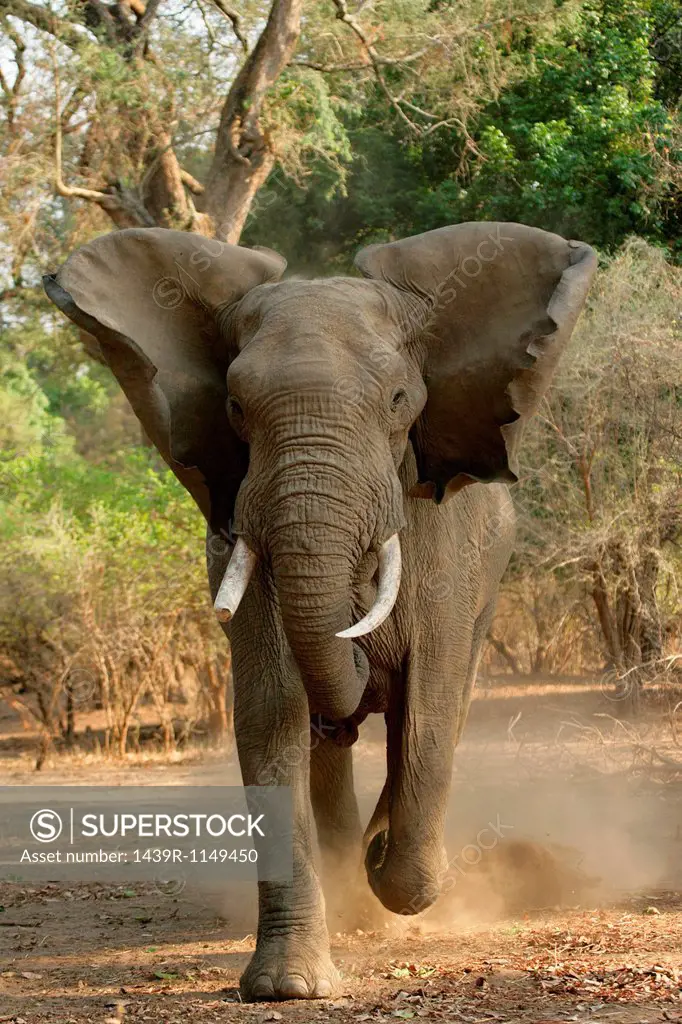 African elephant charging, front view