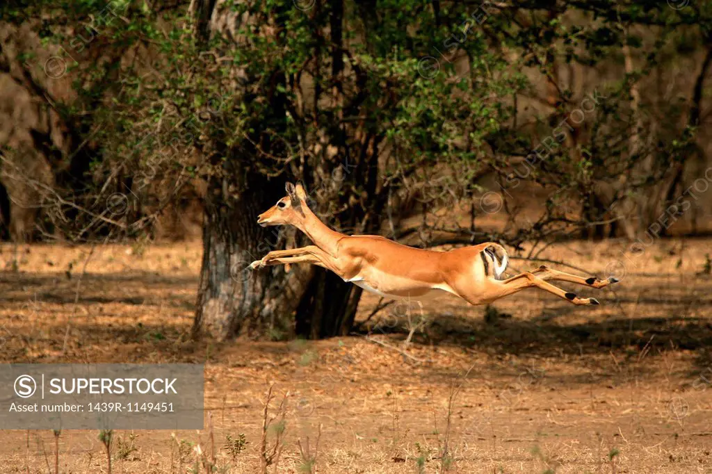 Impala running through forest