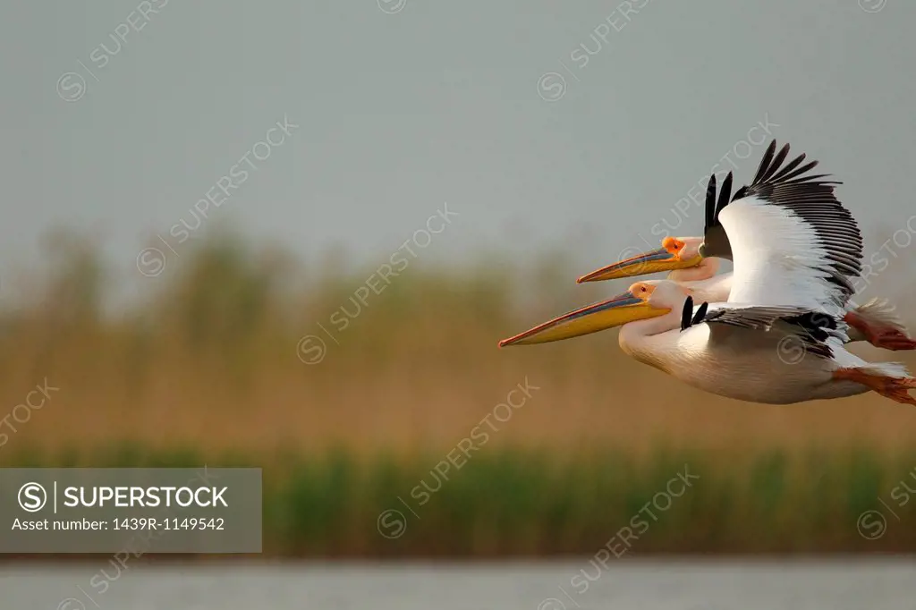 White pelican flying in Danube Delta, Romania
