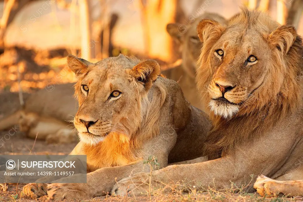 Lions, Mana Pools, Zimbabwe