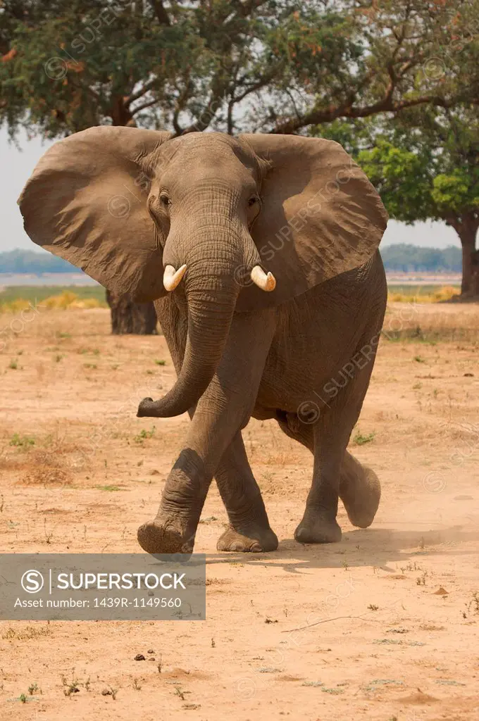 Elephant at Mana Pools, Zimbabwe