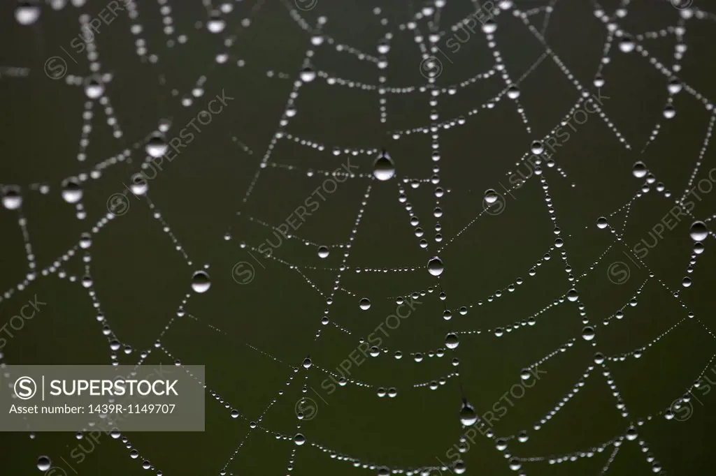 Dew drops on spider´s web