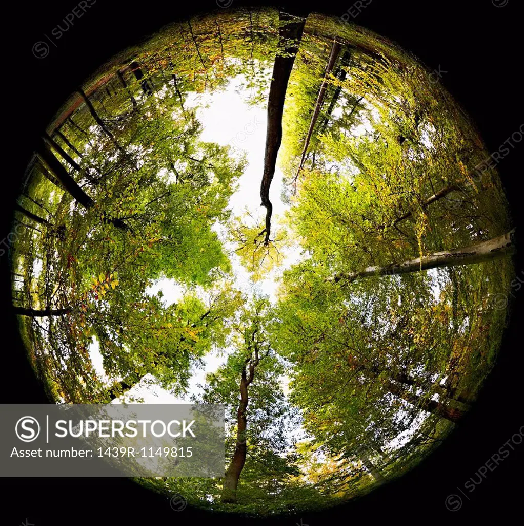 Fisheye perspective of trees in forest