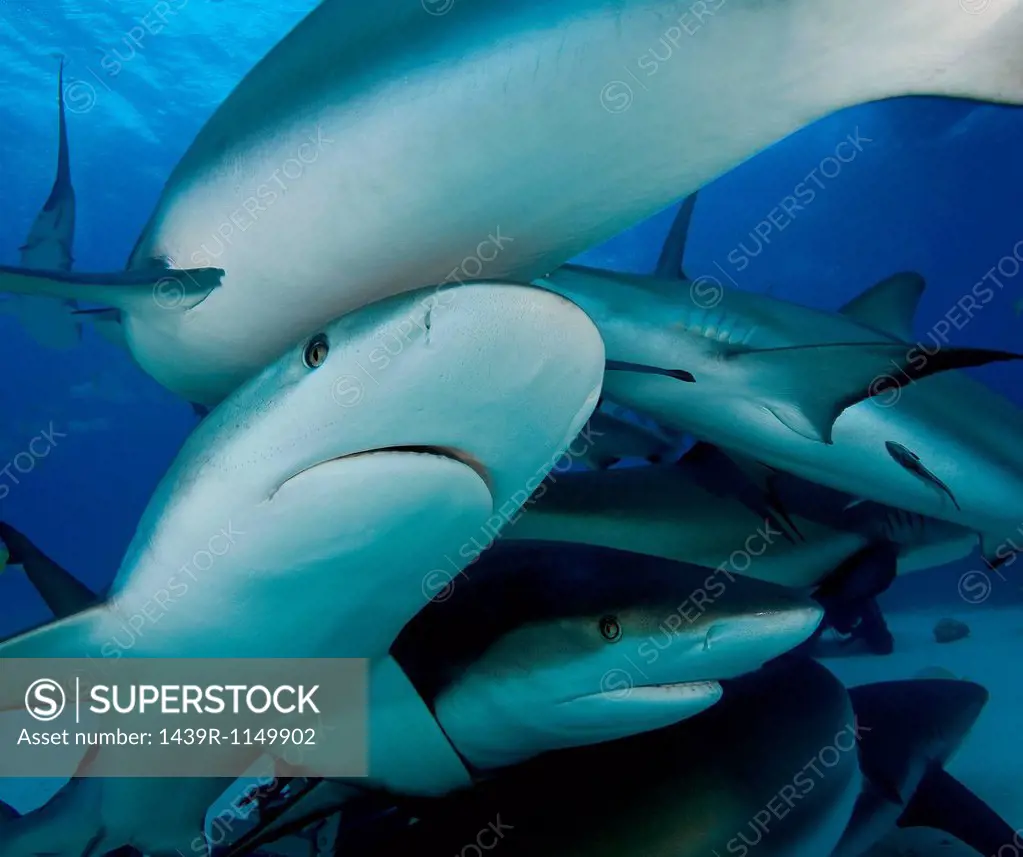 Reef sharks swimming underwater