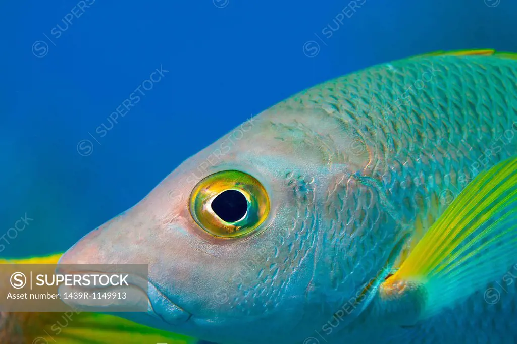 Close up of fish swimming underwater