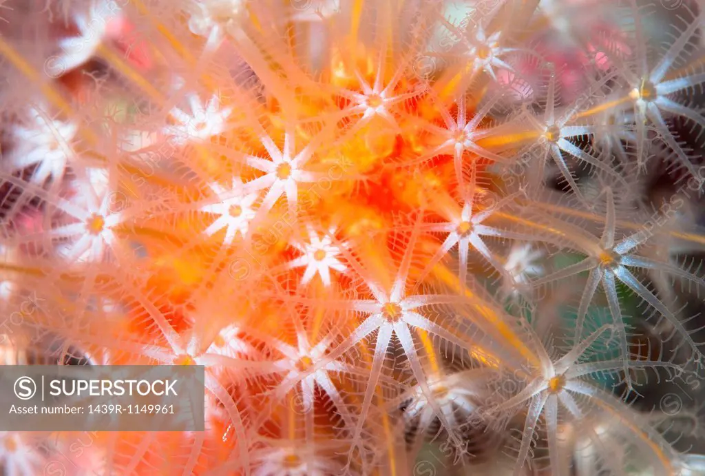 Close up of colorful underwater plant