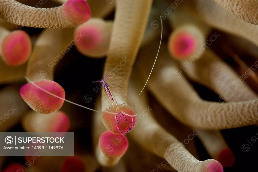 Close up of underwater animal