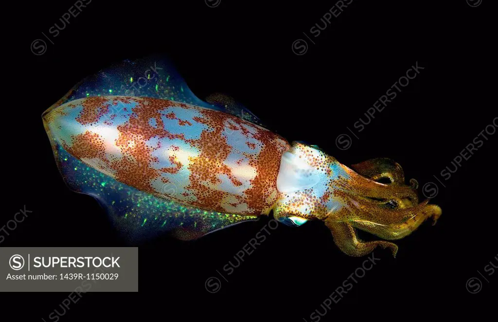 Close up of squid underwater at night