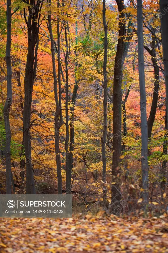 Trees in autumn forest