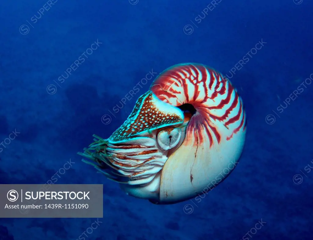 Chambered Nautilus swimming