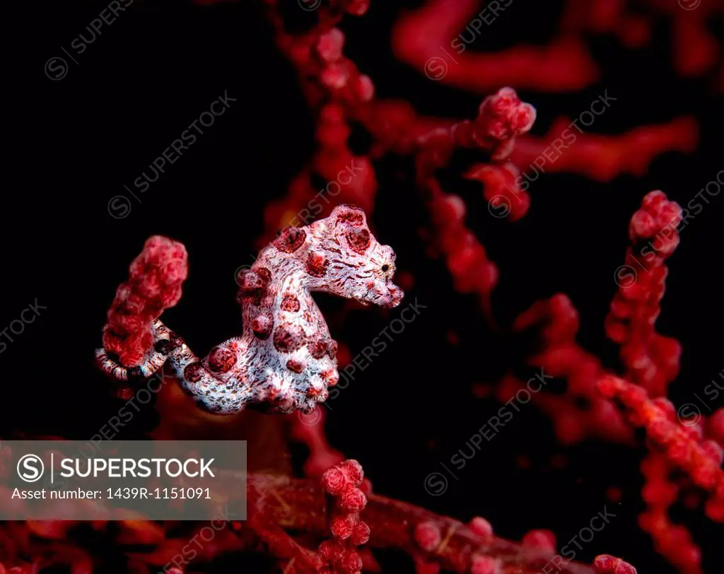 Pygmy seahorse on gorgonian