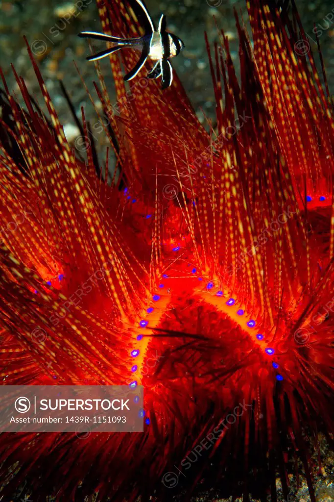 Close-up of a Radiant Sea urchin