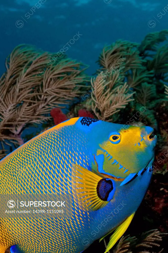 Queen angelfish and octocoral