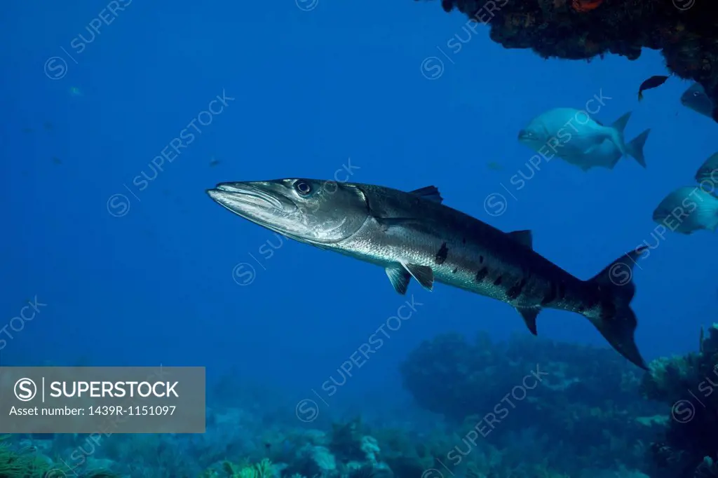 Barracuda on coral reef