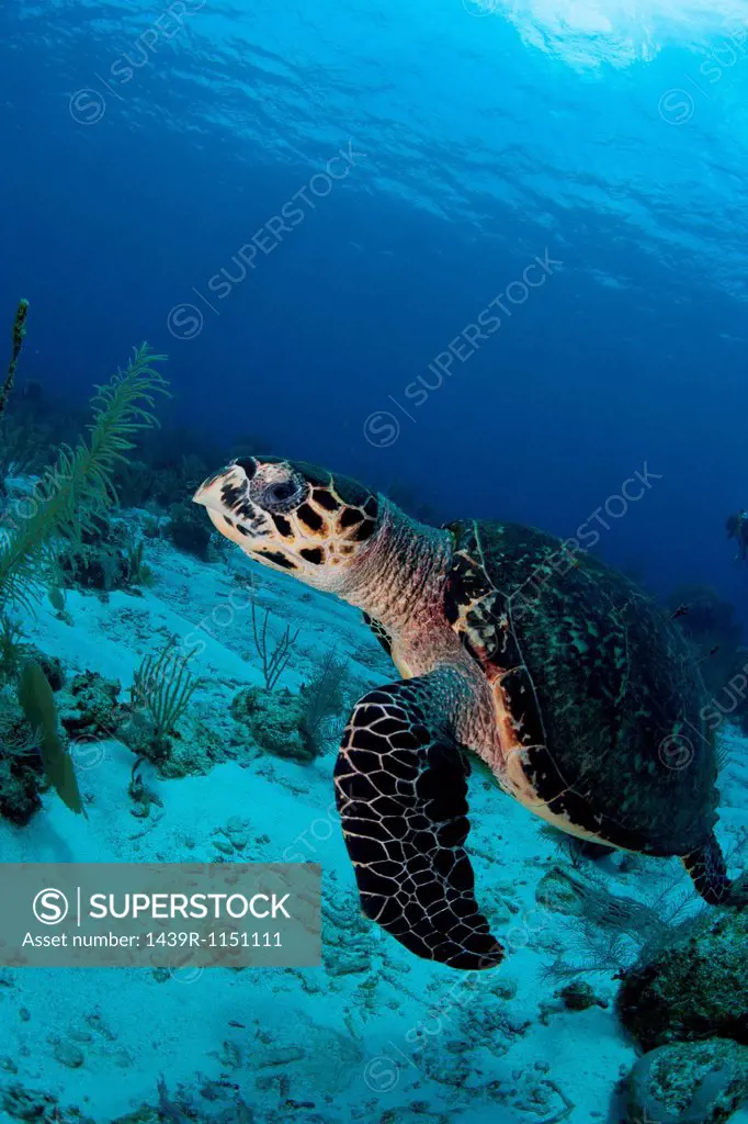 Swimming Hawksbill turtle