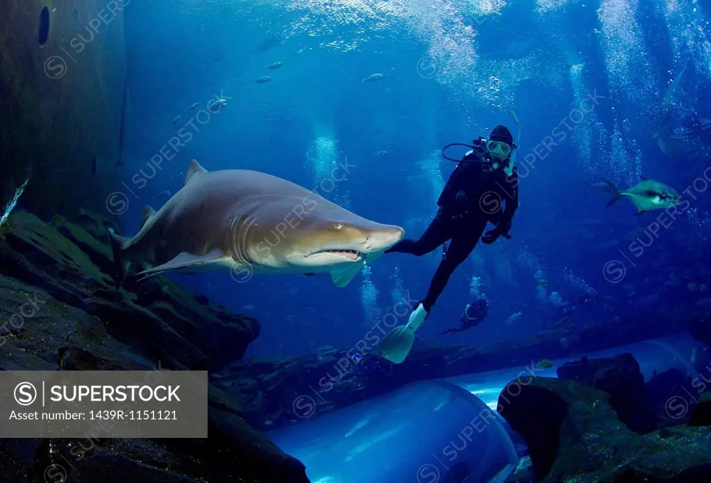 Sand tiger shark and diver