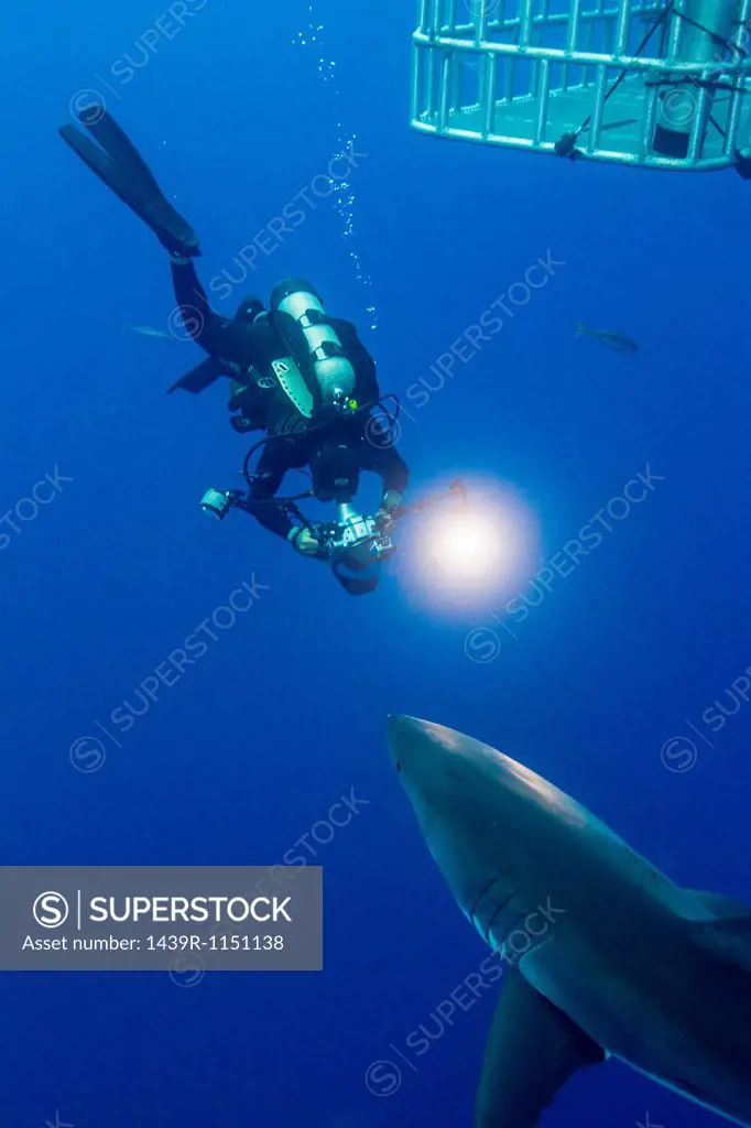 Swimming with White Shark