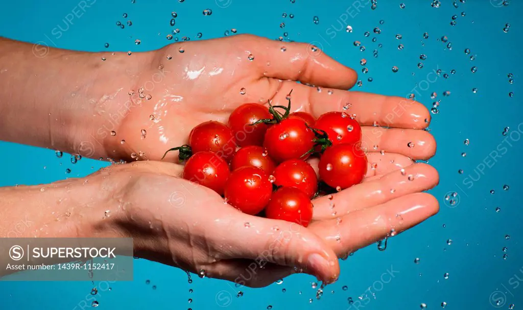 Handful of tomatoes under shower