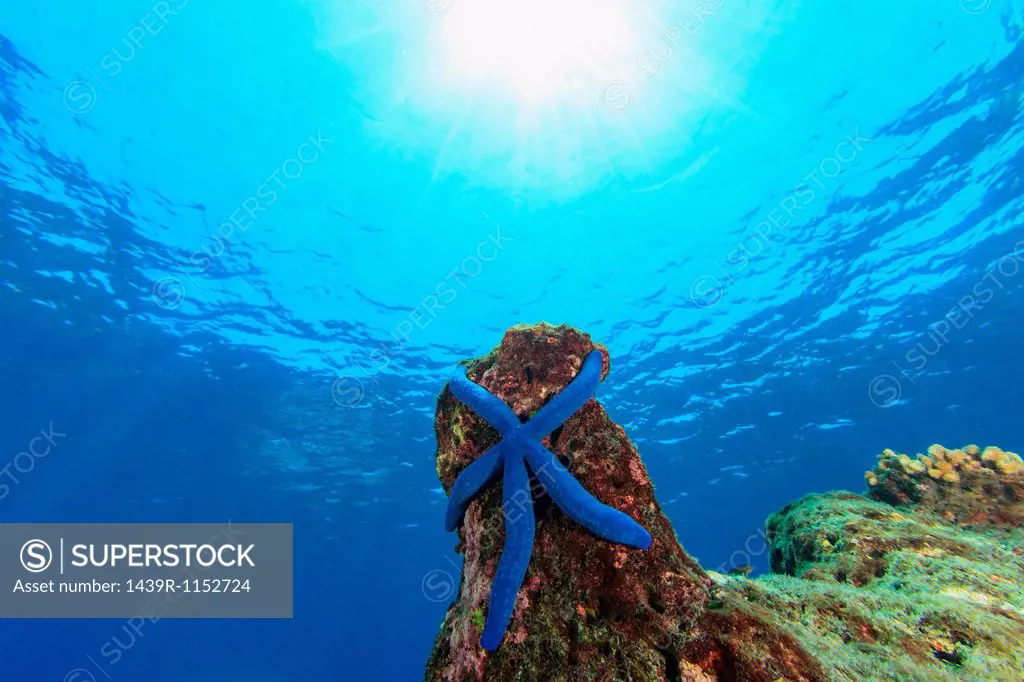 Blue starfish on coral reef