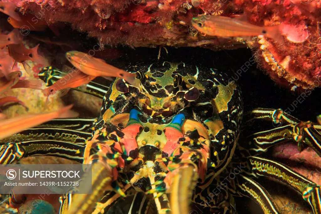 Close up of spiny lobster´s face