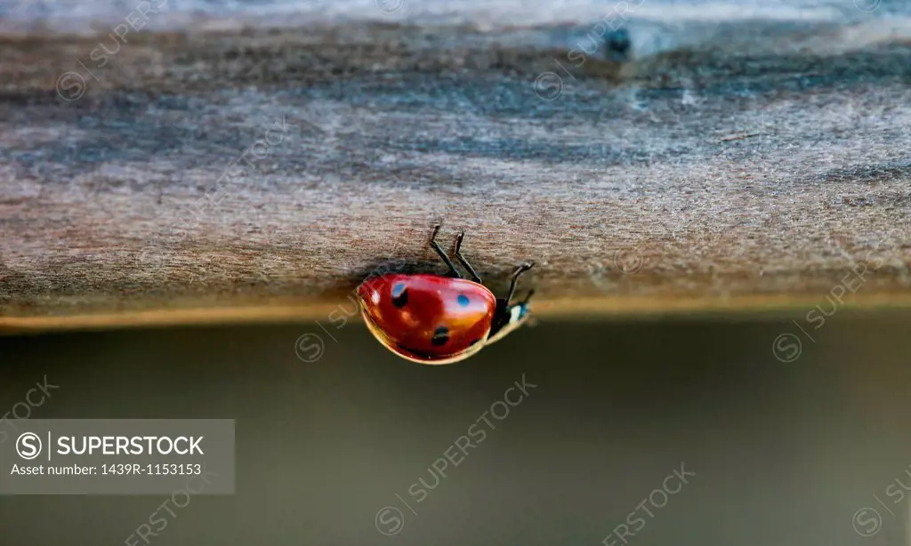 Close up of ladybug on log