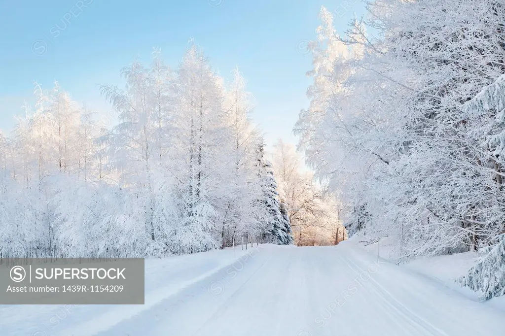 Snow covered trees and rural road