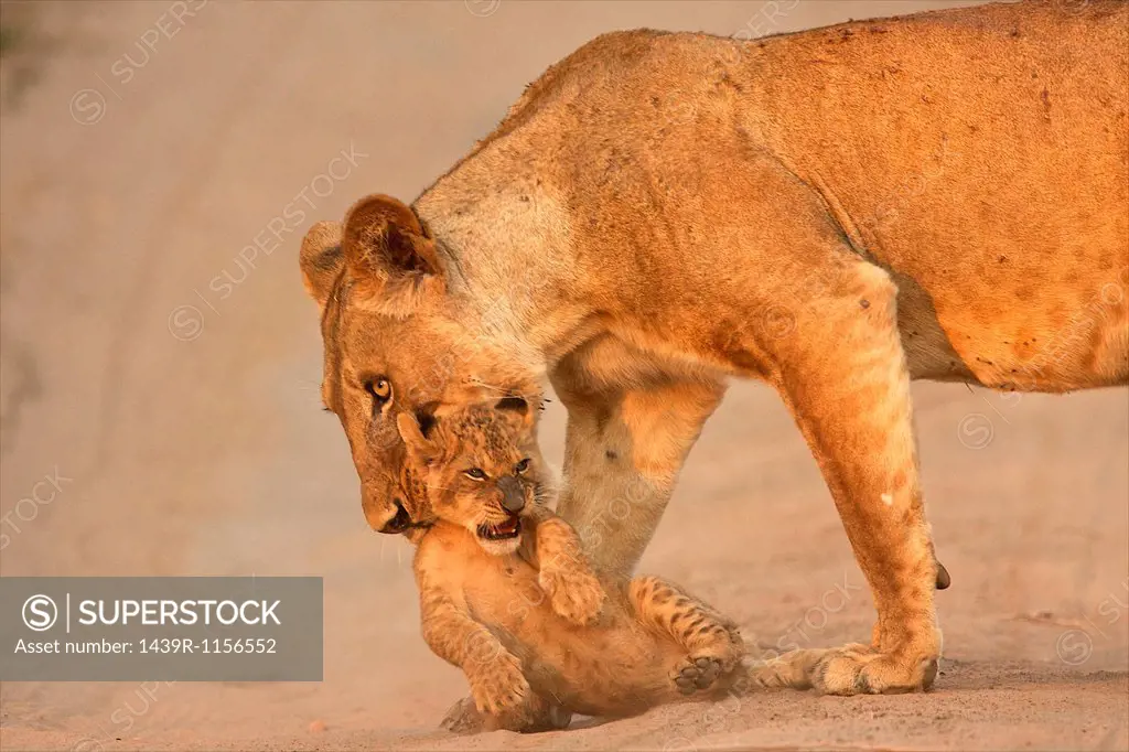 Lioness carrying cub, Mana Pools National Park, Zimbabwe, Africa