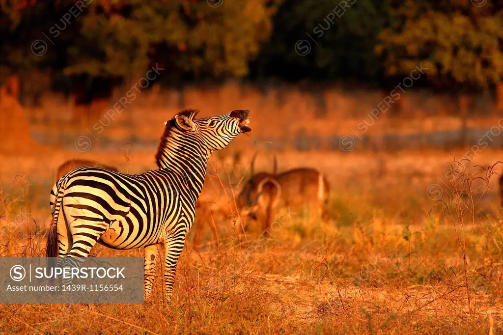 Burchell´s Zebra laughing, Mana Pools National Park, Zimbabwe, Africa