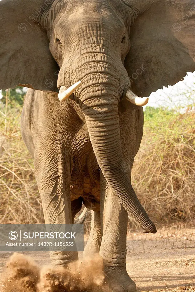 Aggressive African Elephant kicking dust, Mana Pools National Park, Zimbabwe, Africa