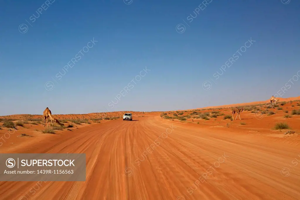 Desert road in Wahiba Sands, Al Mintrib, Oman