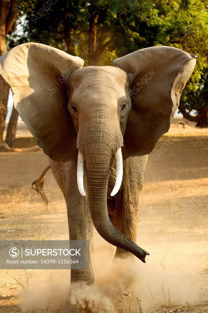 African elephant, Loxodonta Africana, kicking dust, front view
