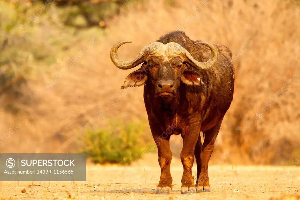 African buffalo, Syncerus caffer, portrait