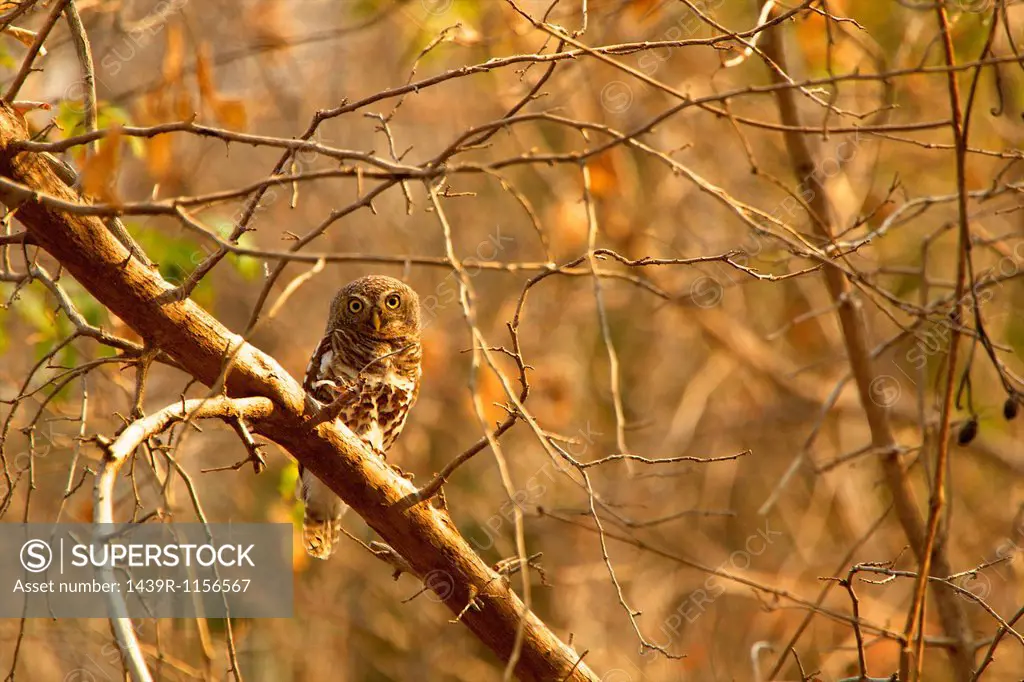 African Barred Owlet, Glaucidium capense, perched in tree
