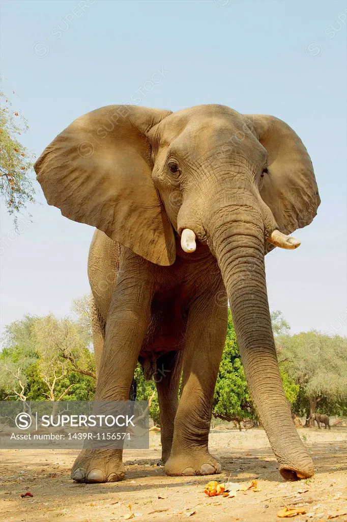 African Elephant, Loxodonta africana, feeding on acacia pods