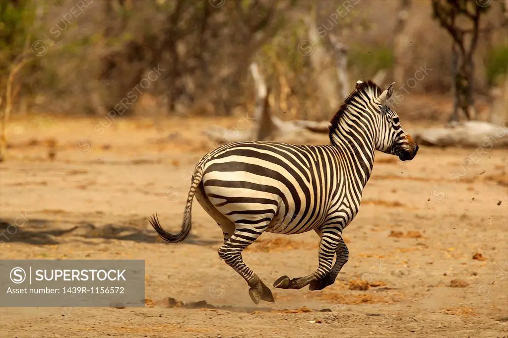 Burchell´s Zebra, Equus burchelli, running